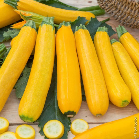 Courgette Gold Rush