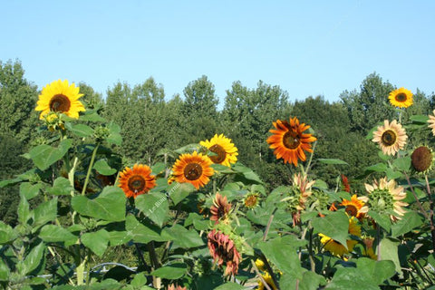 Tournesol des jardins