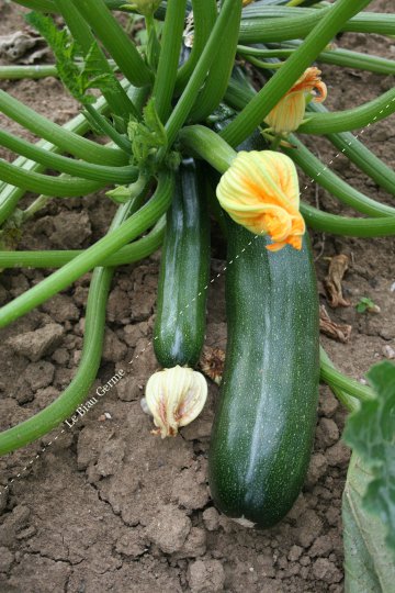 Courgette verte de Milan