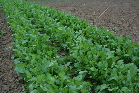 Roquette cultivée