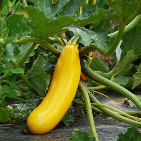 Courgette Gold Rush