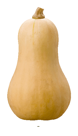 Courge musquée Butternut